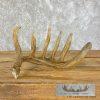 Natural Shed Whitetail Deer Antler Craft For Sale