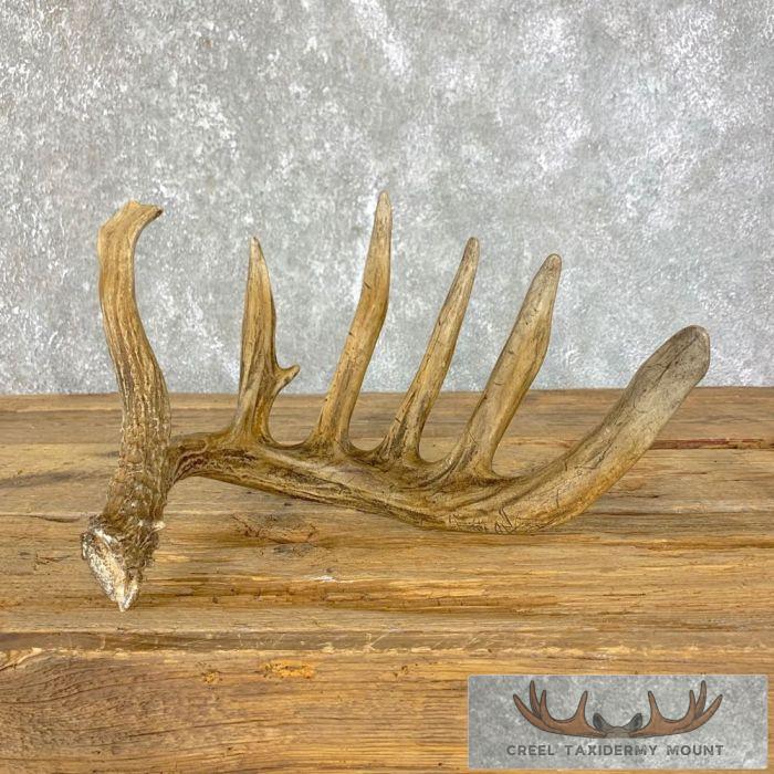 Natural Shed Whitetail Deer Antler Craft For Sale