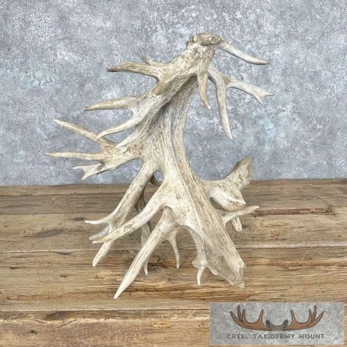 Whitetail Deer Antler Shed Cottage Decor For Sale