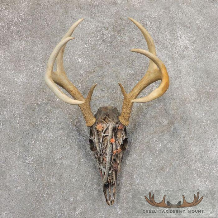 Whitetail Deer Skull Dipped Taxidermy Mount For Sale