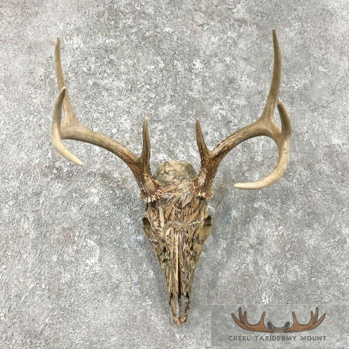 Whitetail Deer Skull Dipped Taxidermy Mount For Sale