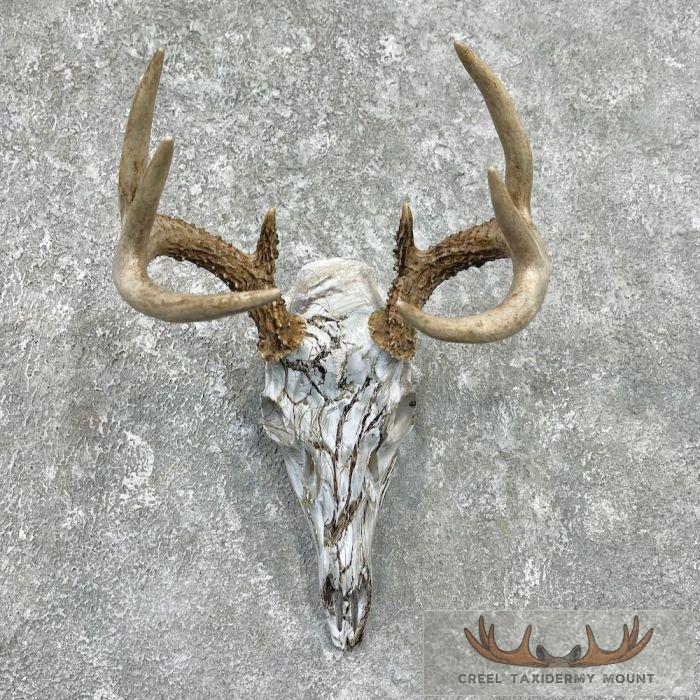 Whitetail Deer Skull Dipped Taxidermy Mount For Sale