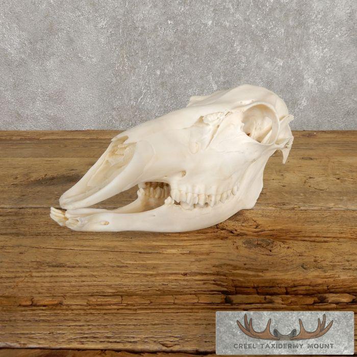 Whitetail Deer Doe Full Skull Taxidermy Mount For Sale