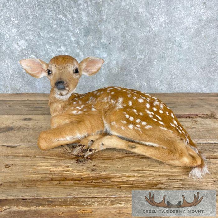Whitetail Deer Fawn Life-Size Taxidermy Mount For Sale