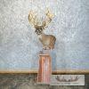 Whitetail Deer Floor Pedestal Taxidermy Mount For Sale