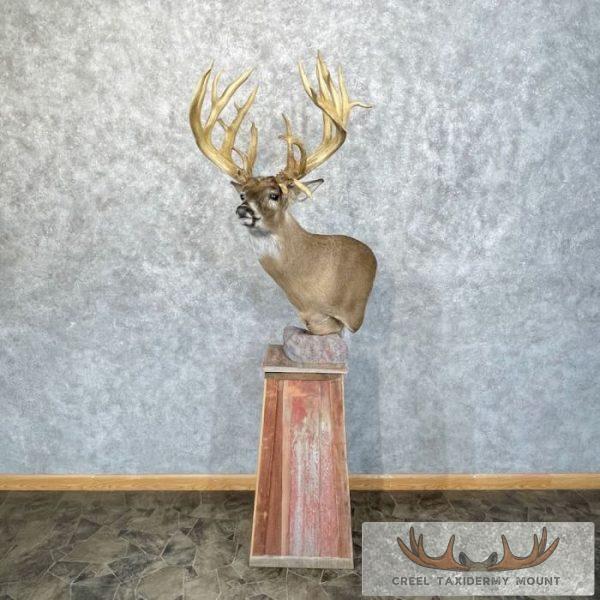Whitetail Deer Floor Pedestal Taxidermy Mount For Sale