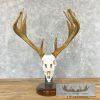 Whitetail Deer Full Skull For Sale