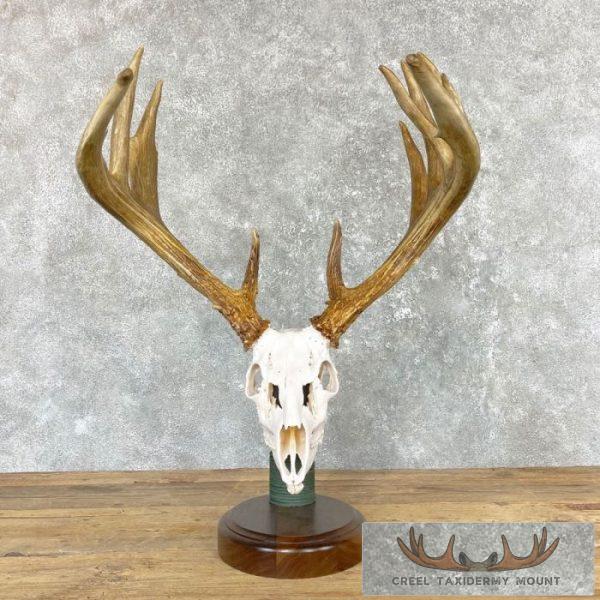 Whitetail Deer Full Skull For Sale