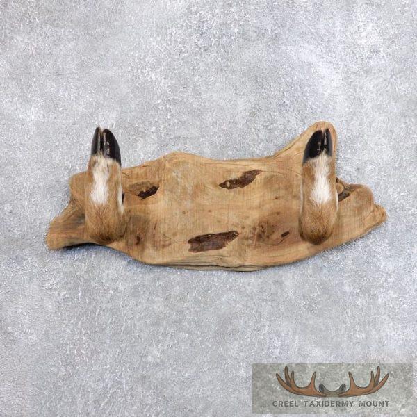 Whitetail Deer Hoof Gun Rack Taxidermy Mount For Sale