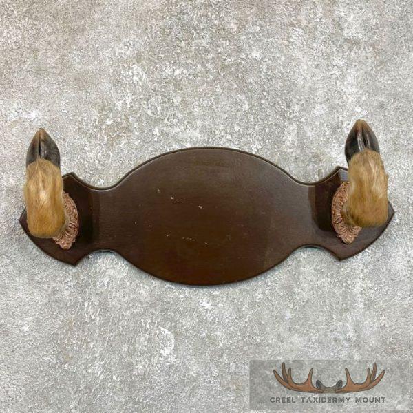 Whitetail Deer Hoof Gun Rack Taxidermy Mount For Sale