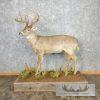 Whitetail Deer Life-Size Taxidermy Mount For Sale