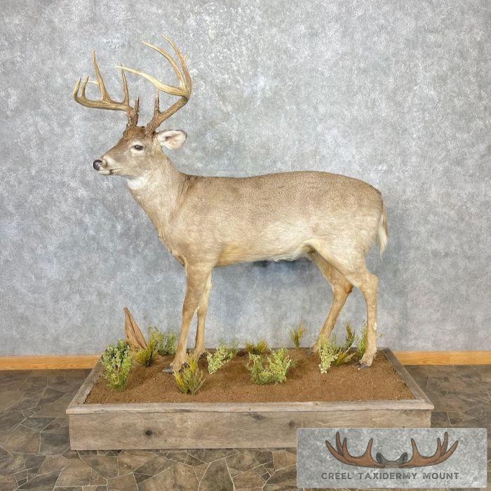 Whitetail Deer Life-Size Taxidermy Mount For Sale