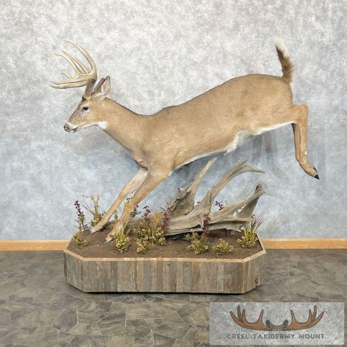 Whitetail Deer Life-Size Taxidermy Mount For Sale