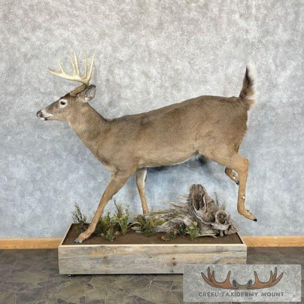 Whitetail Deer Life-Size Taxidermy Mount For Sale