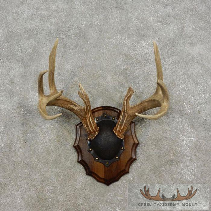 Whitetail Deer Antler Plaque Taxidermy Mount For Sale