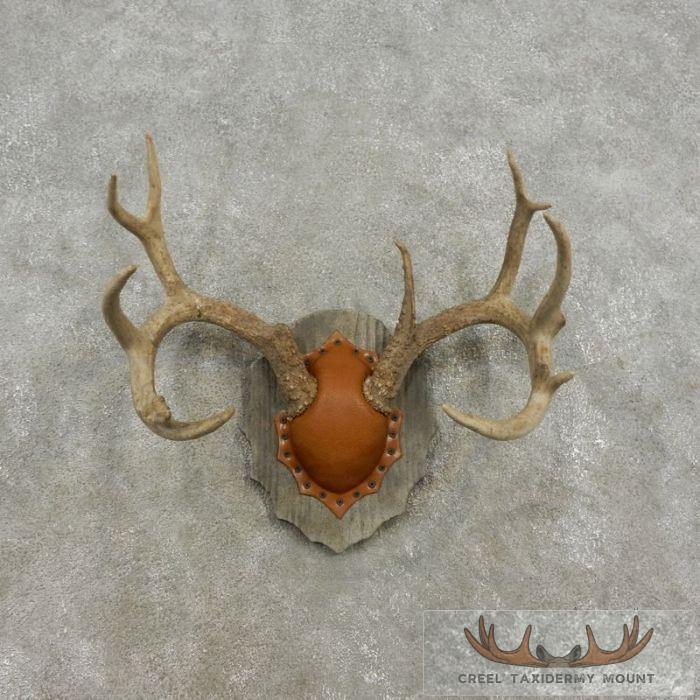 Whitetail Deer Antler Plaque Taxidermy Mount For Sale