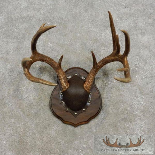 Whitetail Deer Antler Plaque Taxidermy Mount For Sale