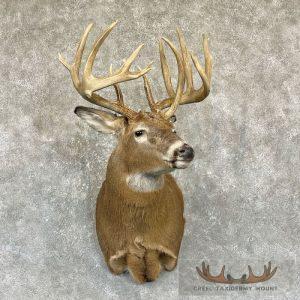 Whitetail Deer Shoulder Taxidermy Mount Taxidermy
