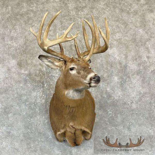 Whitetail Deer Shoulder Taxidermy Mount For Sale