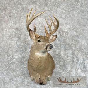 Whitetail Deer Shoulder Taxidermy Mount Taxidermy