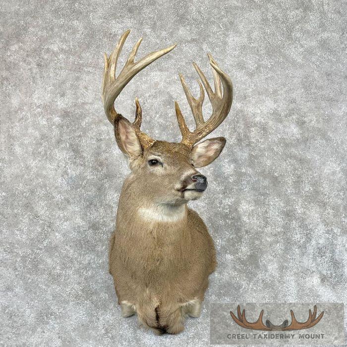 Whitetail Deer Shoulder Taxidermy Mount For Sale