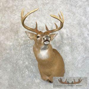 Whitetail Deer Shoulder Taxidermy Mount Taxidermy