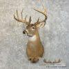 Whitetail Deer Taxidermy Shoulder Mount For Sale