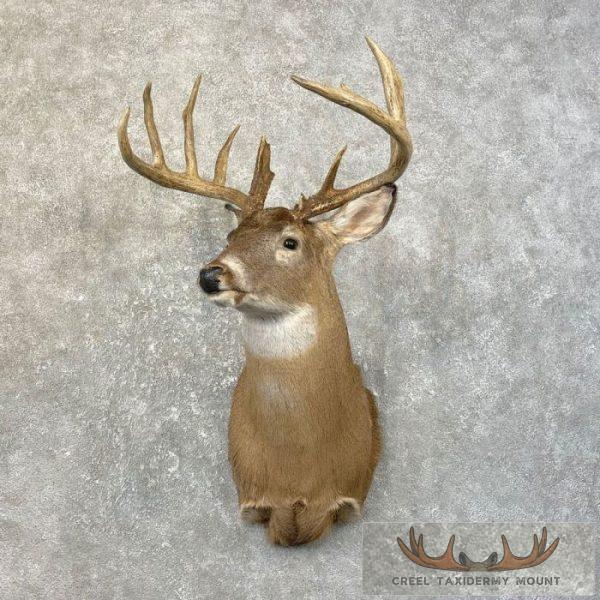 Whitetail Deer Taxidermy Shoulder Mount For Sale