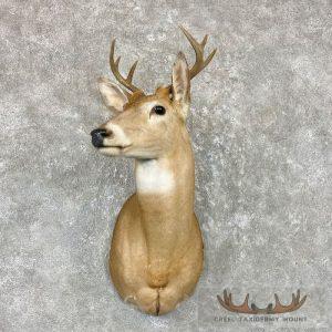 Whitetail Deer Shoulder Taxidermy Mount Taxidermy