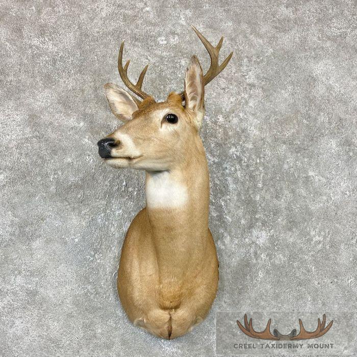 Whitetail Deer Shoulder Taxidermy Mount For Sale