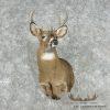 Whitetail Deer Taxidermy Shoulder Mount For Sale