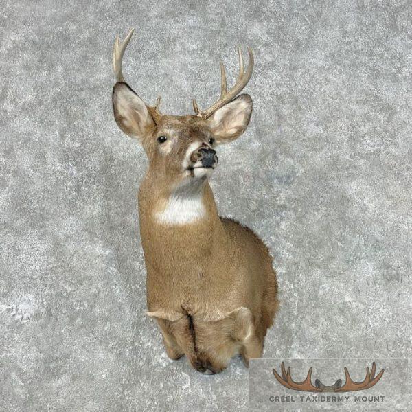 Whitetail Deer Taxidermy Shoulder Mount For Sale