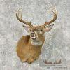 Whitetail Deer Taxidermy Shoulder Mount For Sale