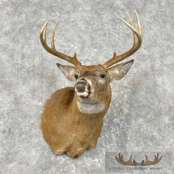 Whitetail Deer Taxidermy Shoulder Mount For Sale
