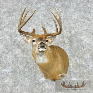 Whitetail Deer Shoulder Taxidermy Mount Taxidermy