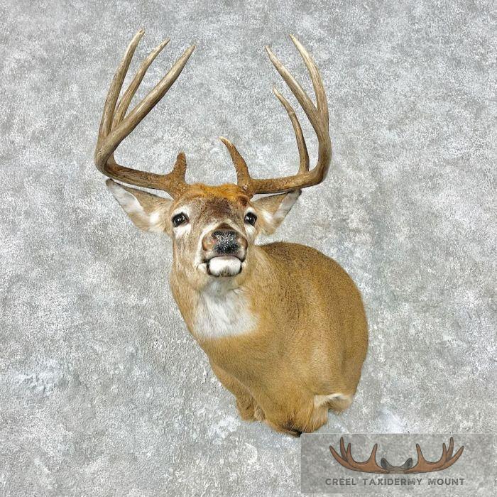 Whitetail Deer Shoulder Taxidermy Mount For Sale