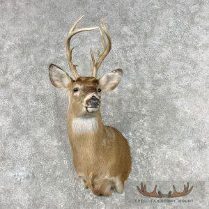 Whitetail Deer Shoulder Taxidermy Mount Taxidermy