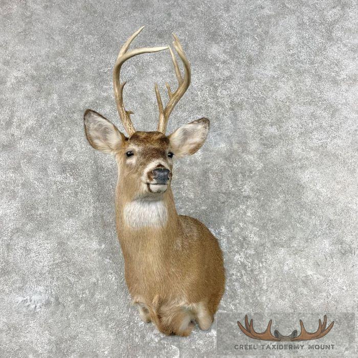 Whitetail Deer Shoulder Taxidermy Mount For Sale