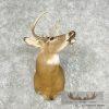 Whitetail Deer Taxidermy Shoulder Mount For Sale