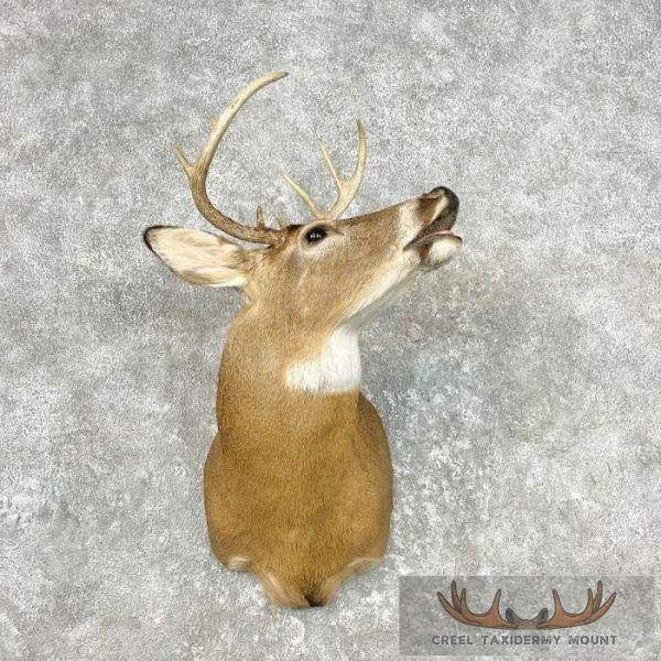 Whitetail Deer Taxidermy Shoulder Mount For Sale