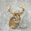 Whitetail Deer Taxidermy Shoulder Mount For Sale