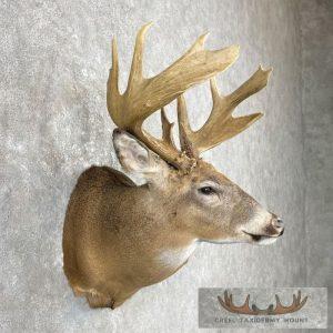 Whitetail Deer Shoulder Taxidermy Mount Taxidermy
