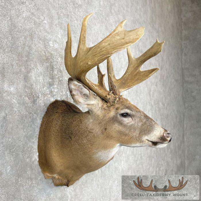 Whitetail Deer Shoulder Taxidermy Mount For Sale
