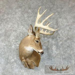 Whitetail Deer Shoulder Taxidermy Mount Taxidermy