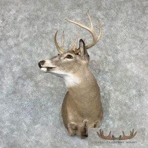 Whitetail Deer Shoulder Taxidermy Mount Taxidermy