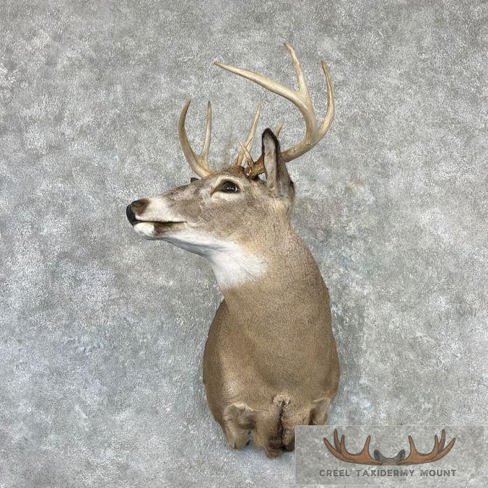 Whitetail Deer Shoulder Taxidermy Mount For Sale
