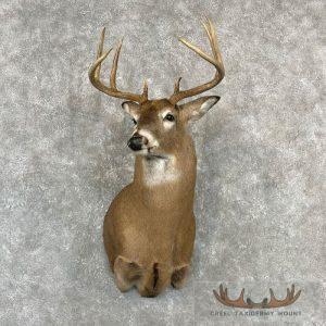 Whitetail Deer Shoulder Taxidermy Mount Taxidermy