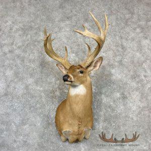 Whitetail Deer Shoulder Taxidermy Mount Taxidermy