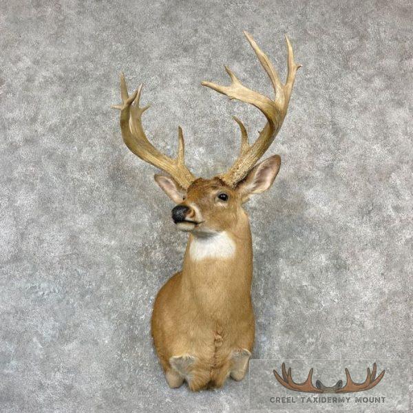 Whitetail Deer Shoulder Taxidermy Mount For Sale