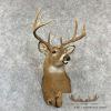 Whitetail Deer Taxidermy Shoulder Mount For Sale